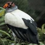 Sample 4 – King vulture