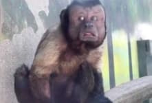 Sample 2 – Monkey