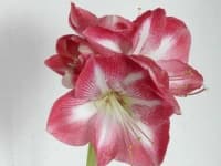 Sample 1 – Hippeastrum
