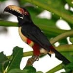 Sample 1 – Collared aracari