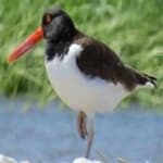 Sample 6 – Oyster catcher
