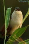 Sample 2 – Coucal