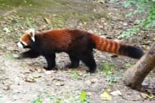 Sample 2 – Red panda