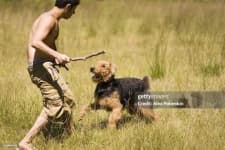 Sample 5 – People play with dog