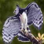 Sample 1 – Harpy eagle