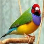 Sample 5 – Gouldian finch
