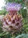 Sample 2 – Cardoon