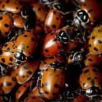 Sample 5 – Ladybugs