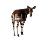 Sample 2 – Okapi
