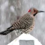 Sample 1 – Northern flicker