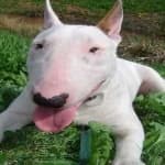 Sample 6 – Bull terrier