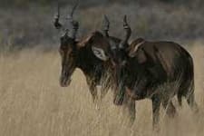 Sample 4 – Hartebeest