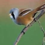 Sample 6 – Bearded reedling