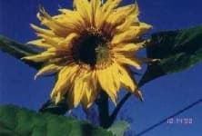 Sample 5 – Sunflower