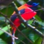 Sample of Red naped trogon