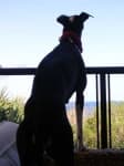 Sample 2 – Whippet