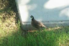 Sample 2 – Quail