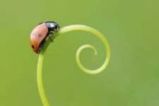 Sample 4 – Ladybugs