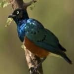 Sample of Superb starling