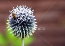 Sample 3 – Globe thistle