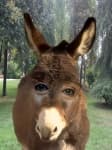 Sample 6 – Mule