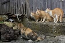 Sample 3 – Feral cats