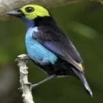 Sample 3 – Paradise tanager