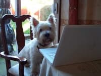 Sample 6 – West highland white terrier