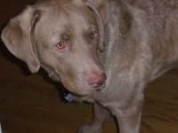 Sample 1 – Chesapeake bay retriever