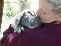 Sample 2 – Koala