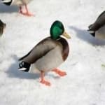 Sample 5 – Mallard duck