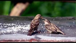 Sample 1 – Sparrow