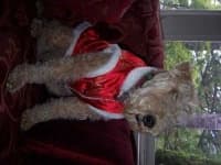 Sample 2 – Lakeland terrier