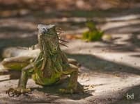 Sample 2 – Common iguana
