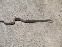 Sample 3 – Snake
