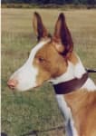 Sample 6 – Ibizan hound