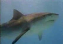 Sample 4 – Tiger shark