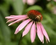 Sample of Purple coneflower