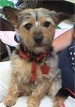 Sample 5 – Australian terrier