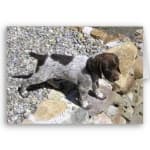 Sample 2 – German short haired pointer