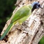 Sample 3 – Green jay