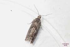 Sample 6 – Moths and butterflies