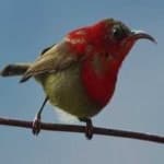 Sample 2 – Crimson sunbird