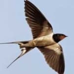 Sample 1 – Barn swallow