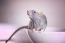 Sample 3 – Rat
