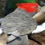 Sample 2 – Gang gang cockatoo
