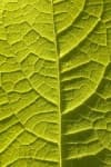 Sample 4 – Veined