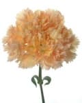 Sample 6 – Carnation