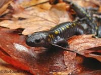 Sample 2 – Spotted salamander