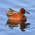 Sample 3 – Teal duck